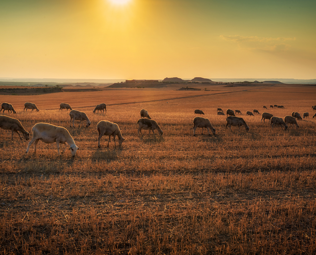 Behind the Scenes: A Day in the Life of Maharashtra Mutton's Selection Process